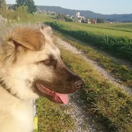 Appartamento Di Montagna Foza